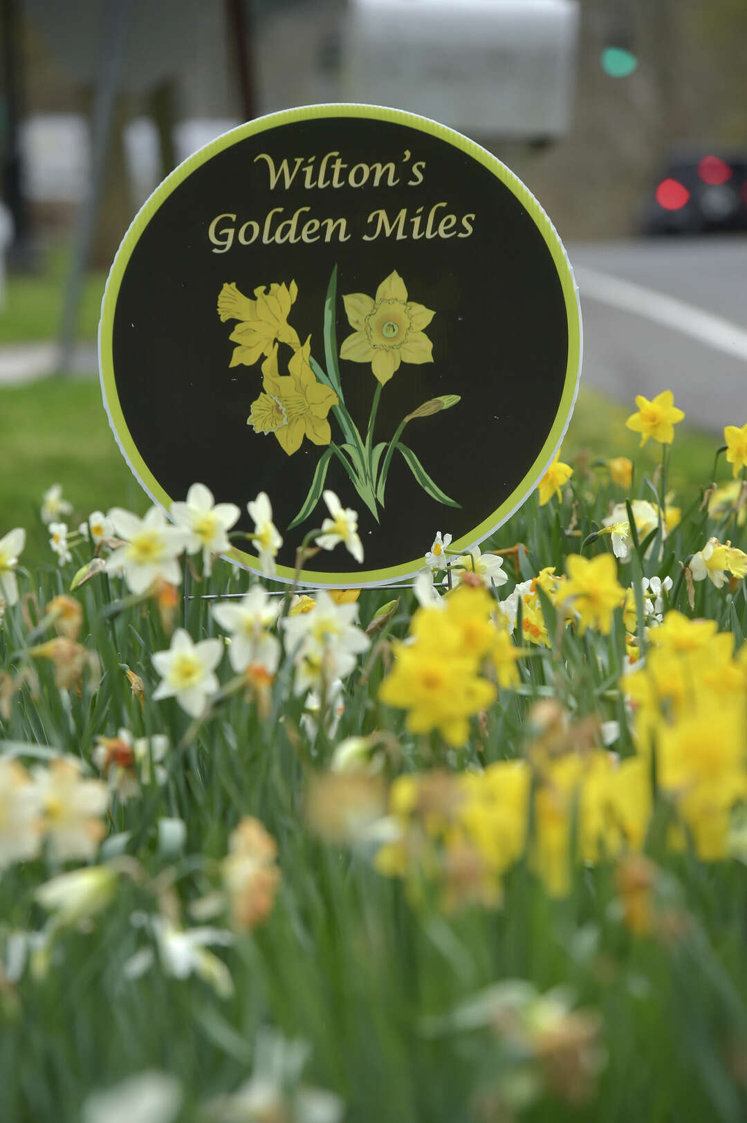Photos: Wilton is in bloom with daffodils, thanks to garden club