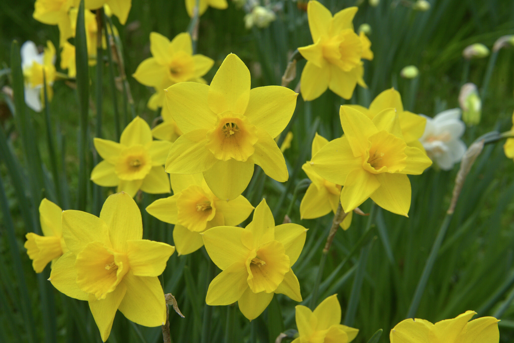 Photos: Wilton is in bloom with daffodils, thanks to garden club