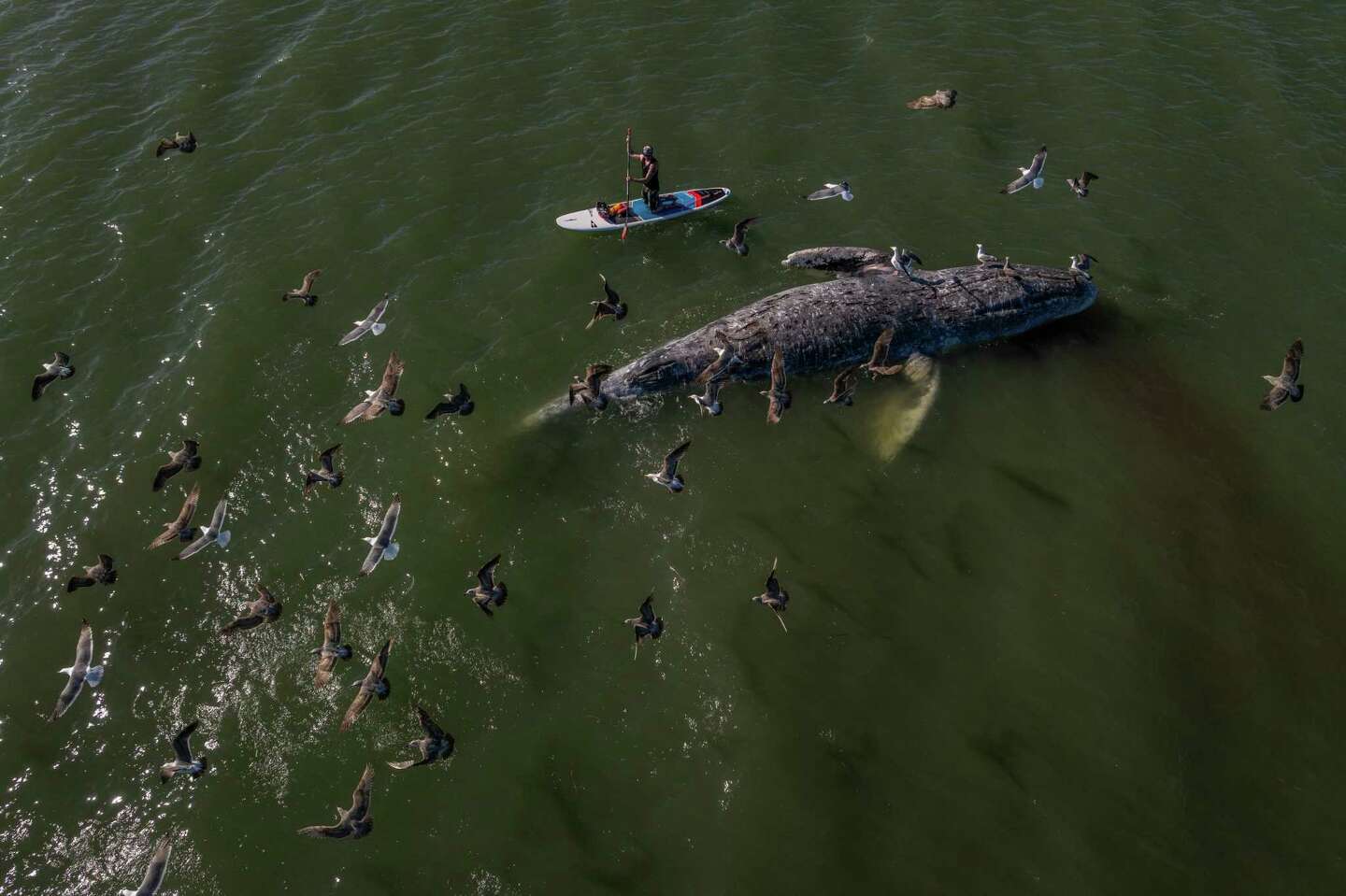 Probable Cause Of S.f. Bay’s First Whale Death This Year Determined