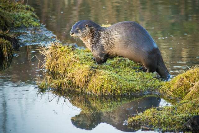 Otters reappear in Texas river after 70 Years