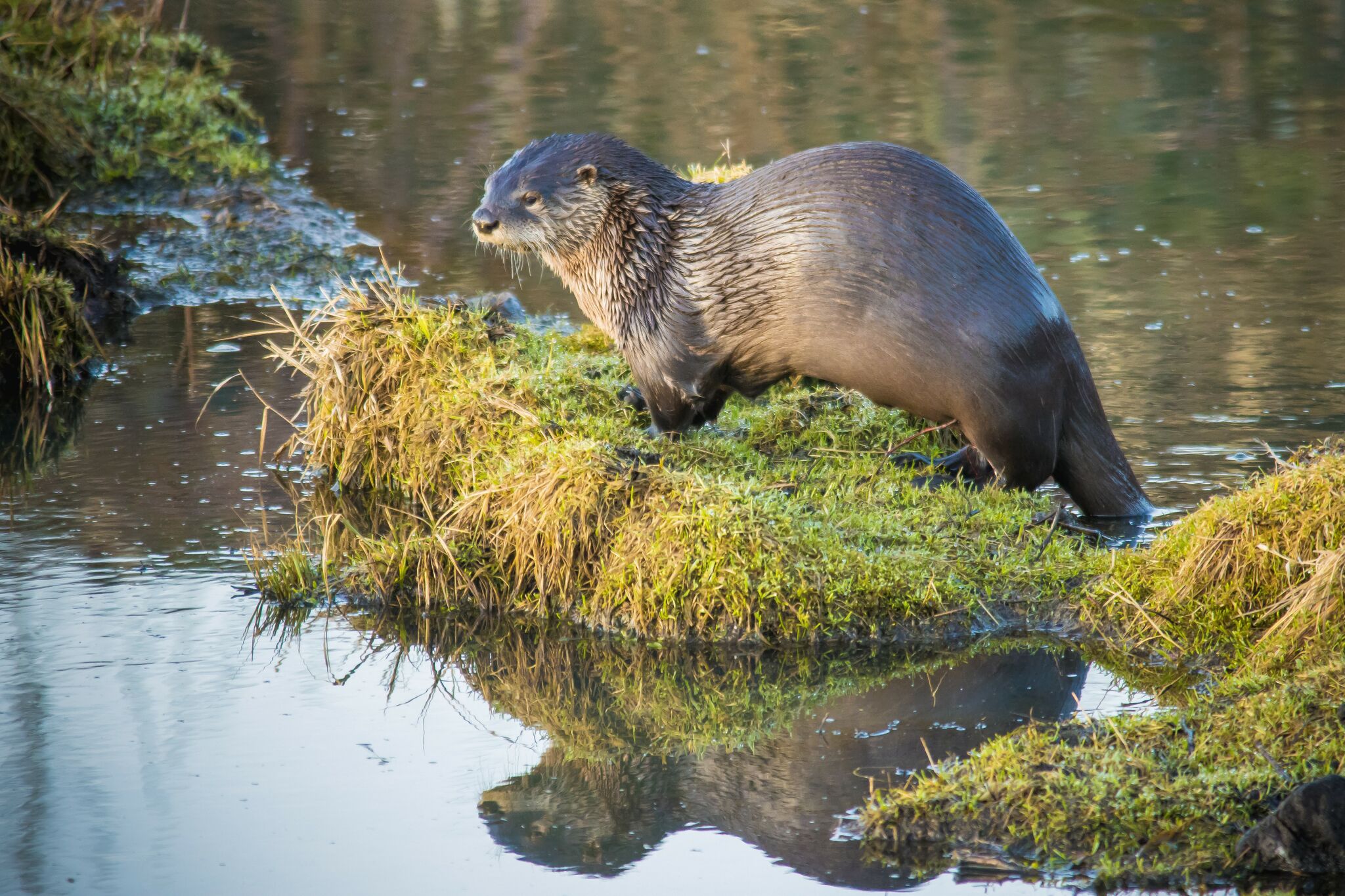 Otters reappear in Texas river after 70 Years