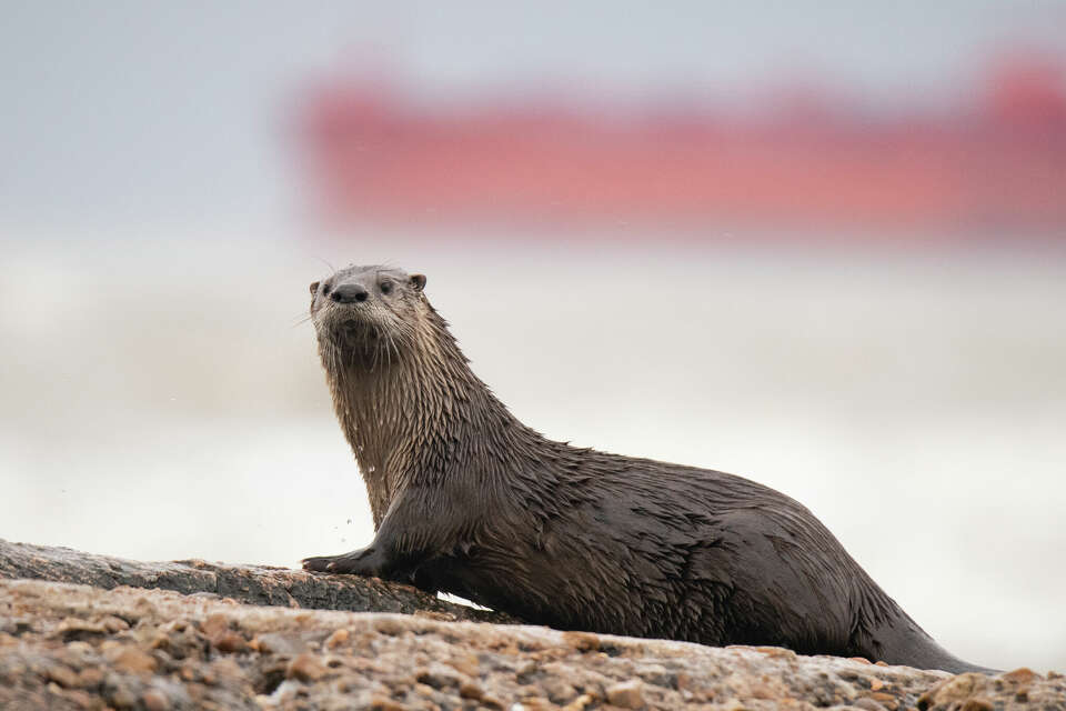 Otters reappear in Texas river after 70 Years