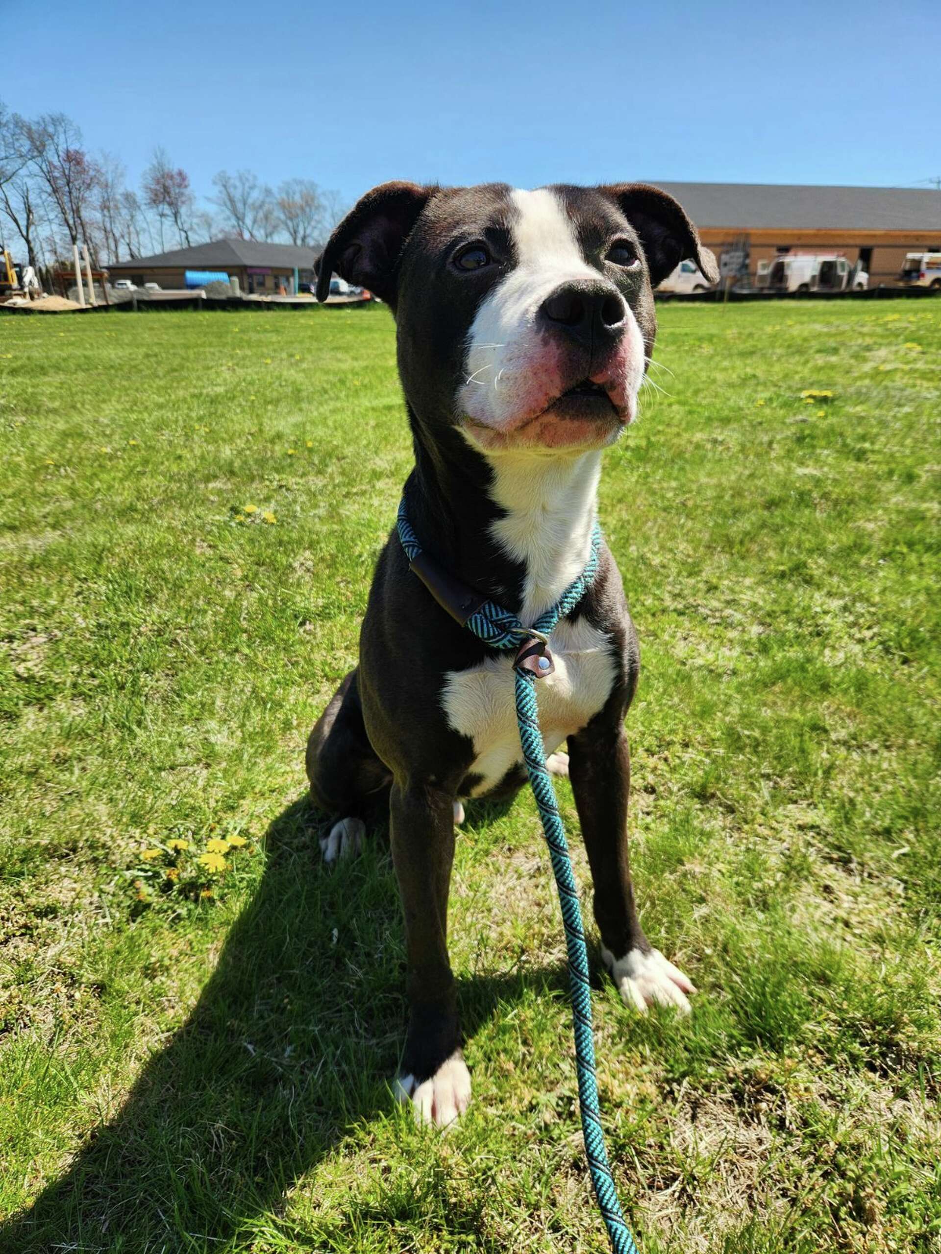 South Windsor police seek info on dog found attached to tree in park