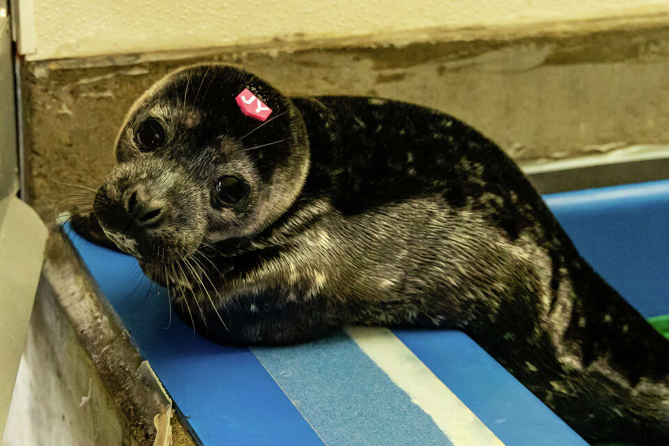 Marine mammal harassment is on the rise across California