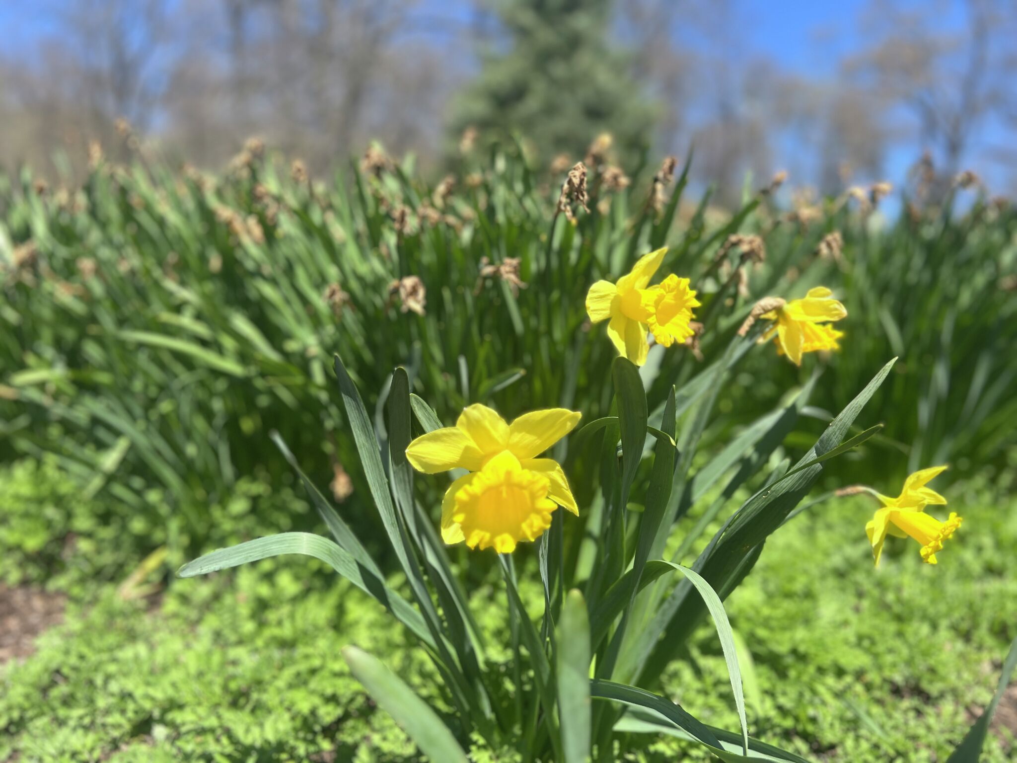 What to know about the Meriden Daffodil Festival before you go