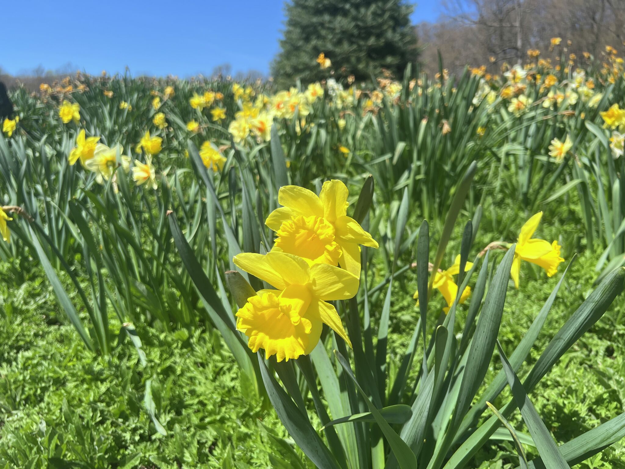 Meriden's Daffodil Festival is a week later this year