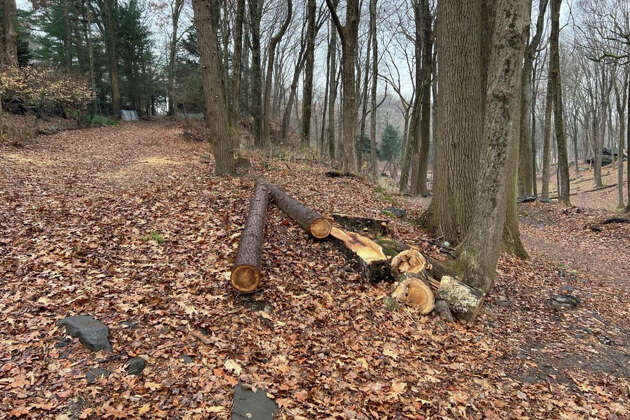 Story photo for Greenwich neighbor in tree-cutting fight tied to billionaire’s firm, records show