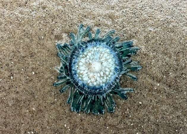 Blue button jellyfish were recently spotted washed ashore in Surfside Beach. 