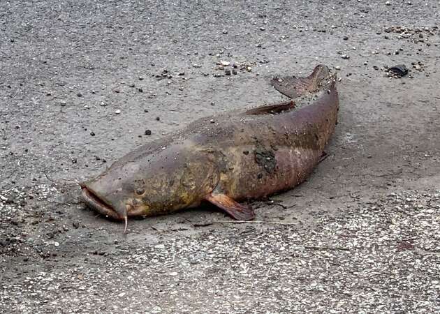 League City crews recently rescued a catfish they found laying in the street alive. 