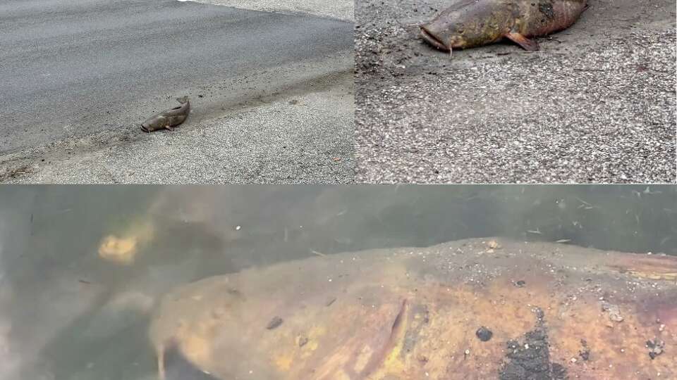 A live catfish was rescued form a League City roadway on Thursday.