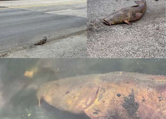 A live catfish was rescued form a League City roadway on Thursday.