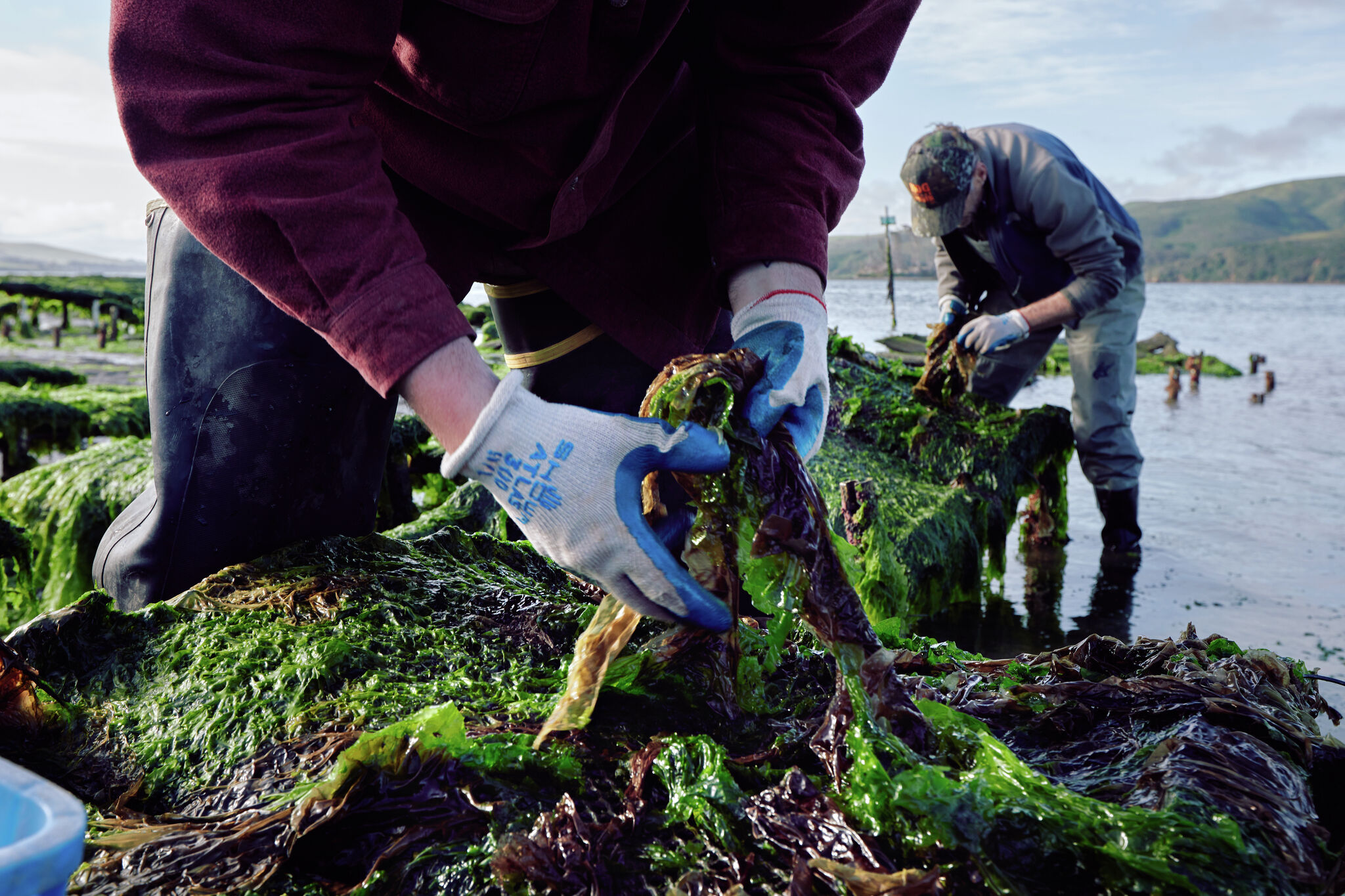 工芸品 raw life factory Cabanel SEAWEED 工芸品 raw life factory Cabanel SEAWEED 工芸品 raw life factory