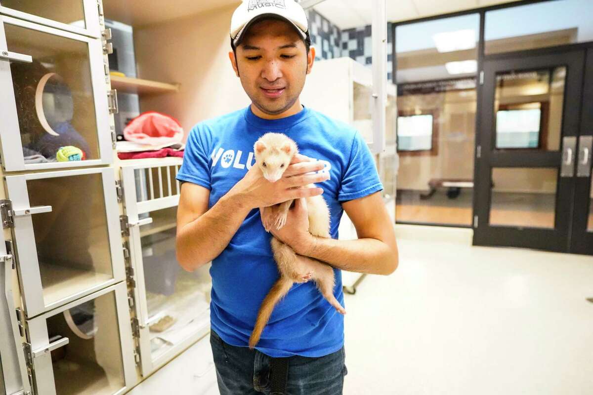 SPCA volunteer Justin Bautista holds a ferret for visitors to see during the Houston SPCA's 100th Birthday Bash event at Houston SPCA on Saturday, April 27, 2024, in Houston.