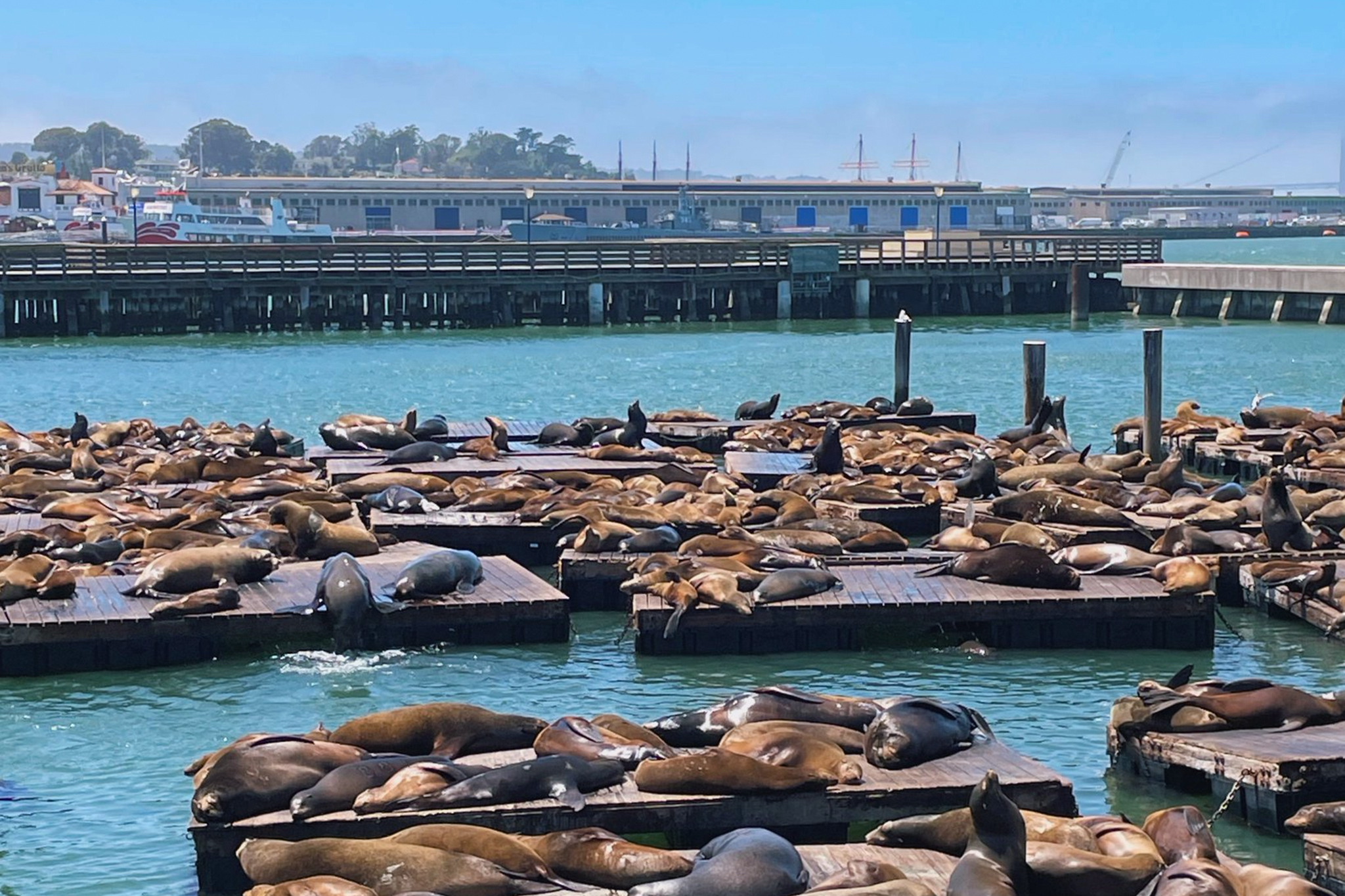 'We're seeing a feast': Over 1,000 sea lions descend on San Francisco