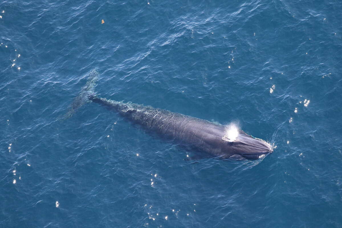 One of two Rice's whales observed by the Southeast Fisheries Science Center in the western Gulf of Mexico during an aerial survey on April 11. 