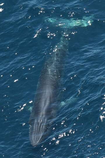 Scientists see 2 rare Rice's whales near Texas