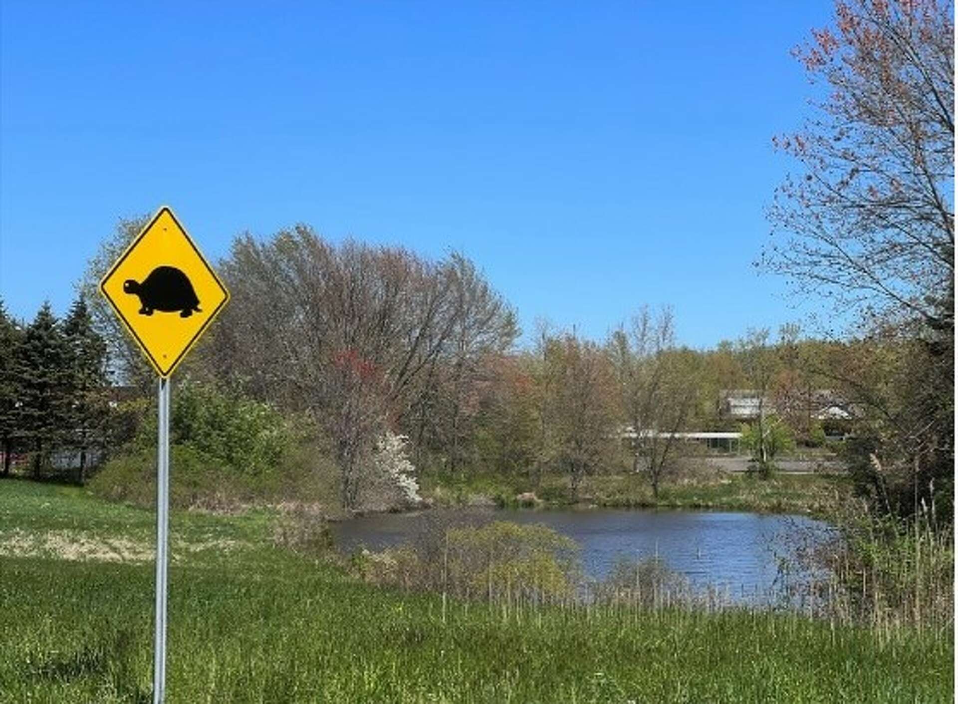 South Windsor cops rescue snapping turtle as 'crossing' season starts