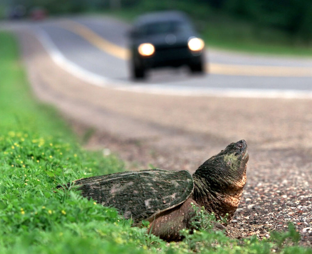 South Windsor cops rescue snapping turtle as 'crossing' season starts