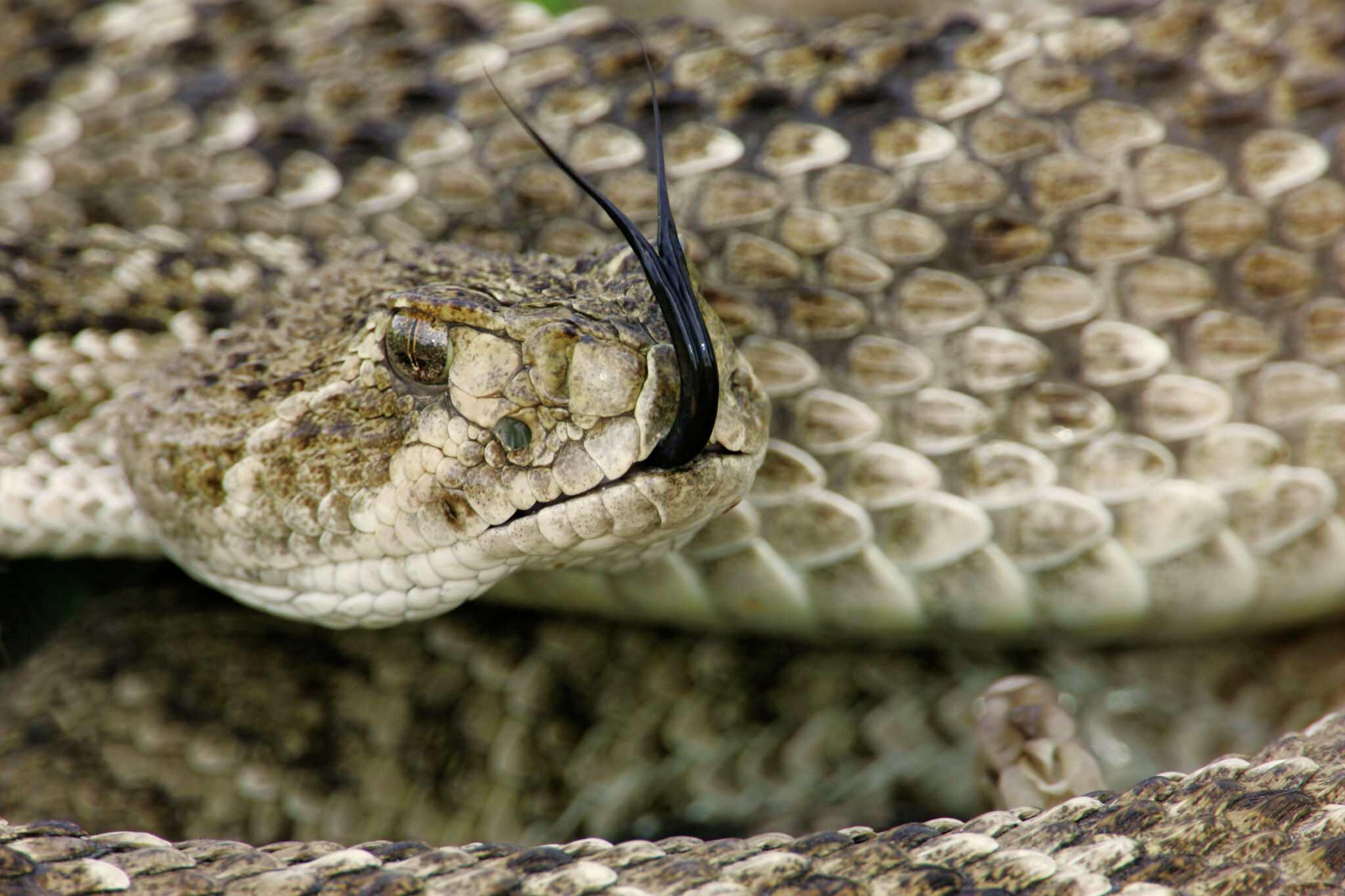 Identifying venomous snakes in Texas: A safety guide