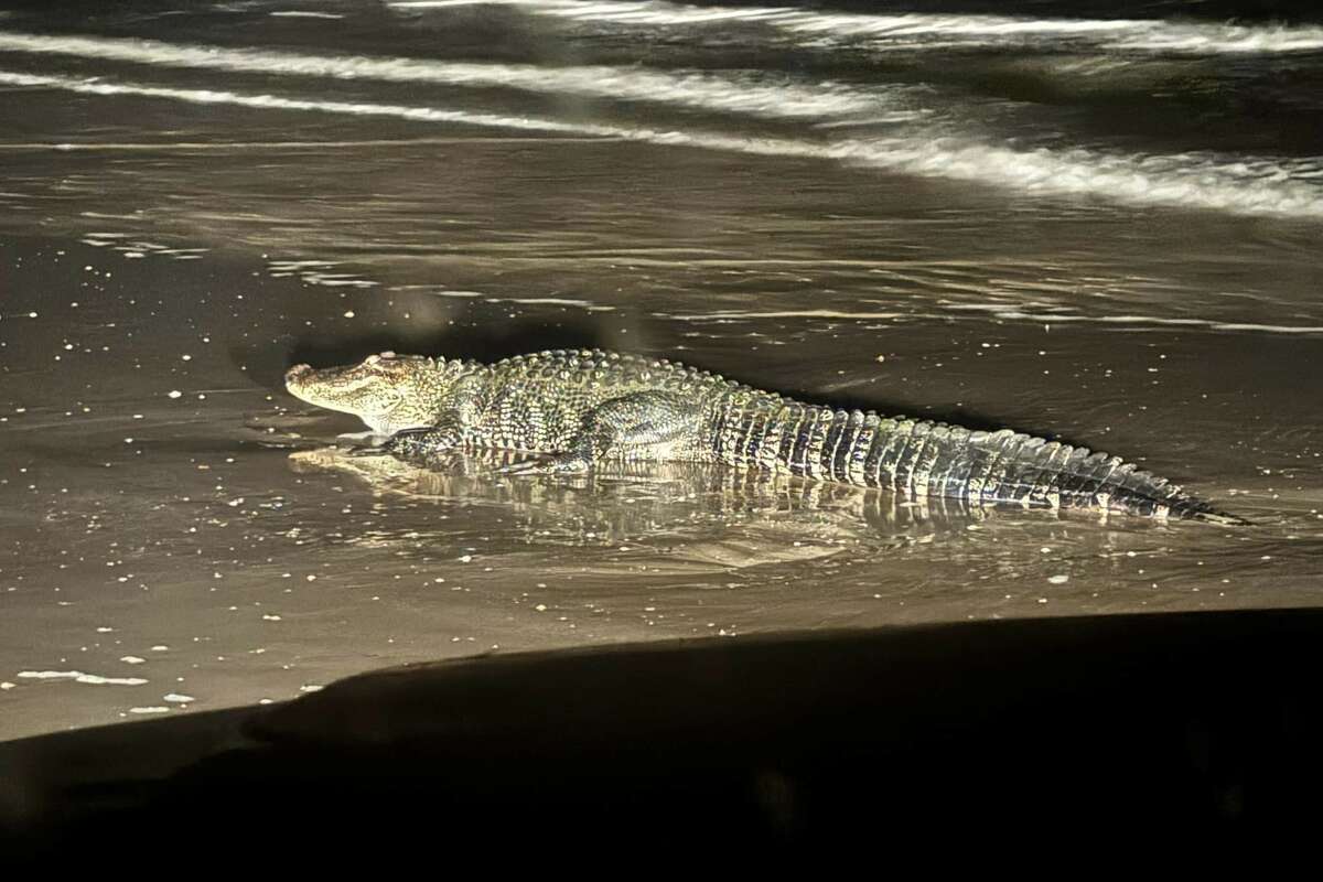 A giant alligator was spotted on the Bolivar Peninsula late at night on Wednesday. 