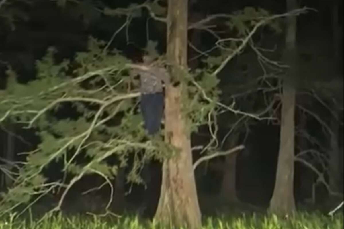 A Texas man is shown holding onto a tree as sheriff's deputies approach him. The man reportedly claimed an alligator chased him up as he was fishing. 