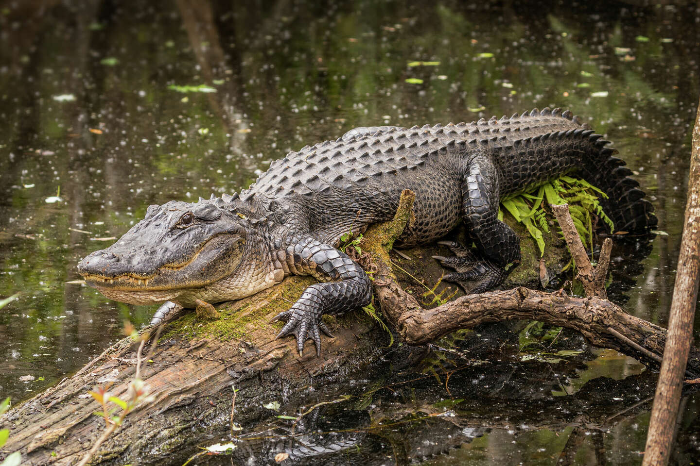 Texas man rescued after climbing up tree to escape alligator