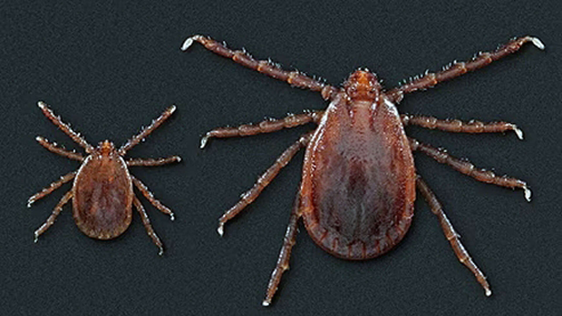 Asian longhorned tick discovered in Morgan County