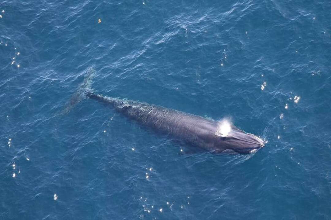 Rare Rice's Whales Spotted Off Corpus Christi Coast