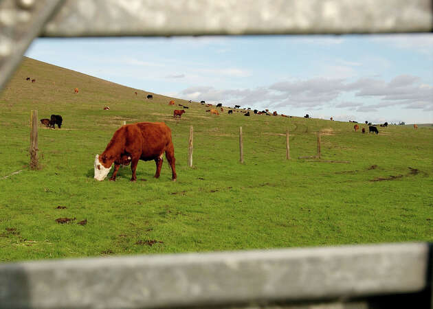FILE: Cows graze in the fields outside of Petaluma, Calif.