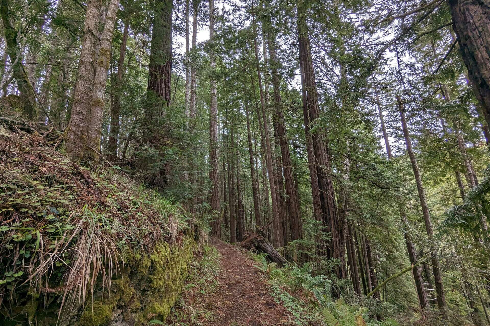 Only a few thousand hikers a year find this Bay Area park