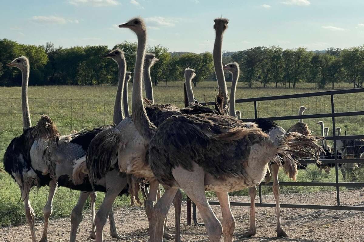 More than 100 ostriches went missing from Superior Ranch in Valley Mills, Texas amid devastating flooding in Central Texas. 