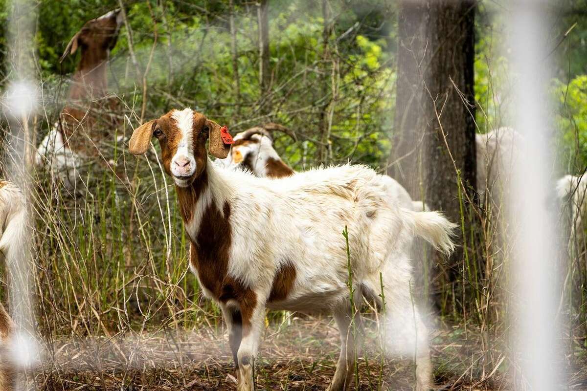 The Houston Arboretum is bringing back goats to mow overgrown grasses at the nature center on May 20. 