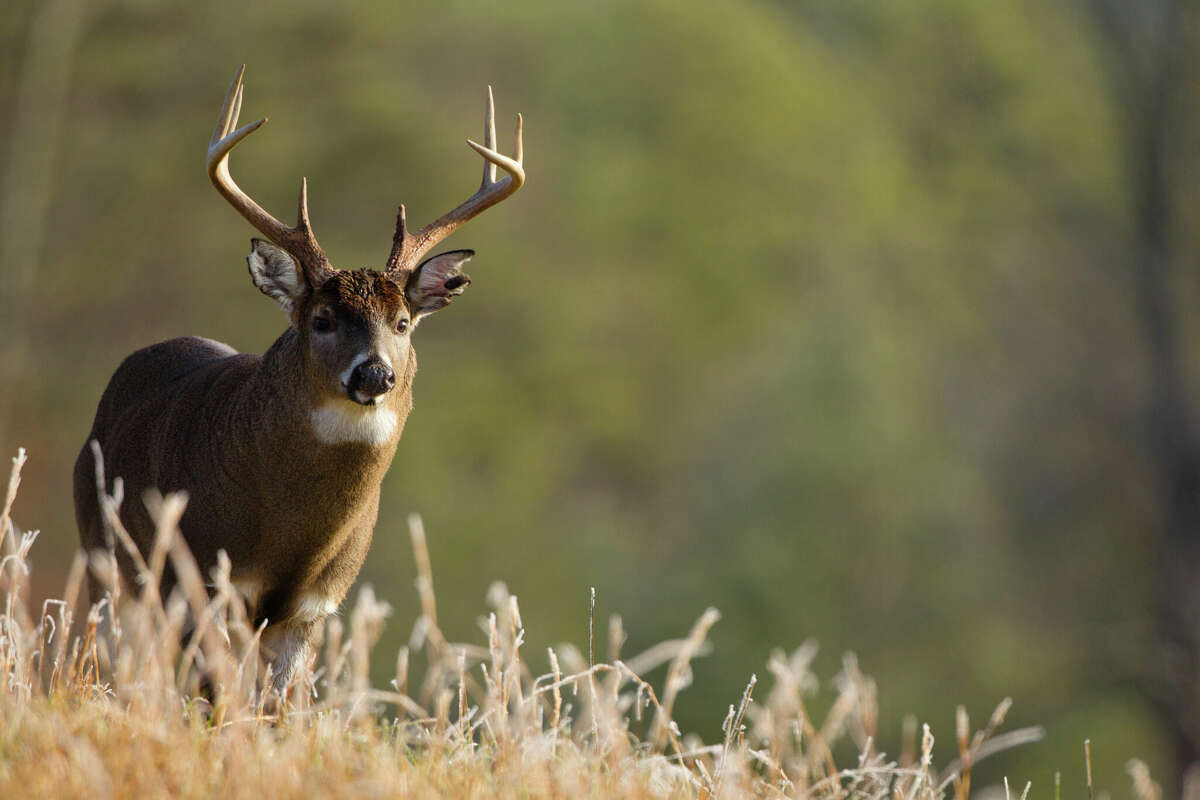 Chronic Wasting Disease is a fatal illness that attacks cervids like deer, elk, and reindeer, and has already been detected in 34 states. 