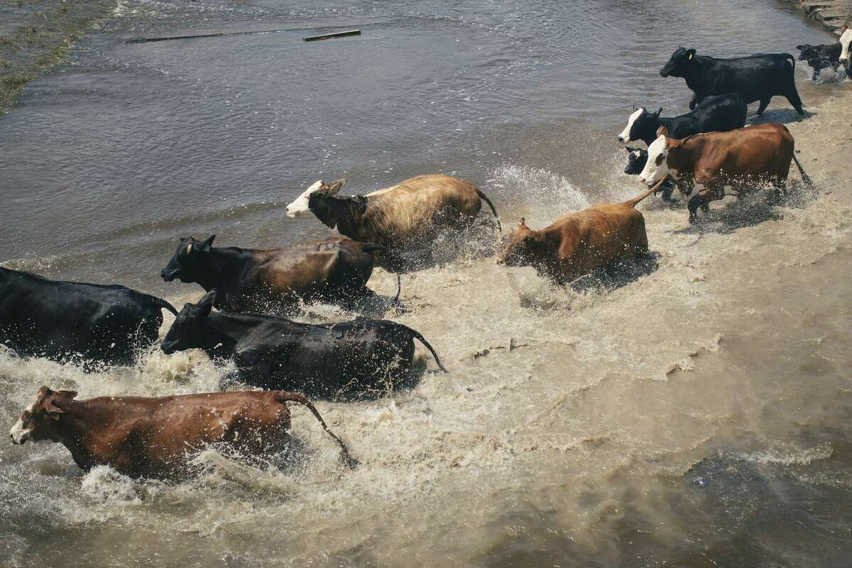 The Texas Parks and Wildlife Department is asking Texans to avoid reporting wildlife displaced by recent floods. 