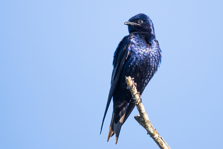 League City is bird migration central: What to look for - Vimarsana News