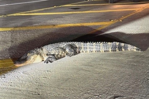 Gigantic alligator takes a bite of Texas officer's hand