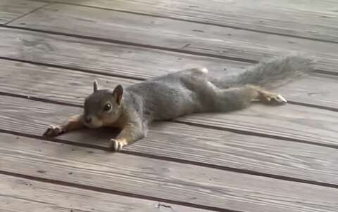 Texas squirrels 'sploot' to cool off in rising heat