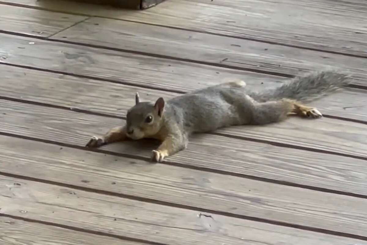 A squirrel was spotted splooting at Inks Lake State Park this week. 