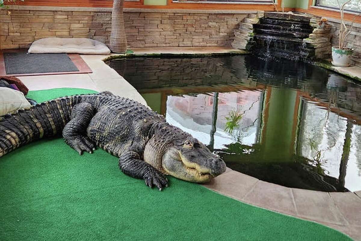 Albert the Alligator, who made national news when he was removed from his owner's home near Buffalo, N.Y., in March, has been relocated to the Gator Country theme park and animal sanctuary outside Beaumont.