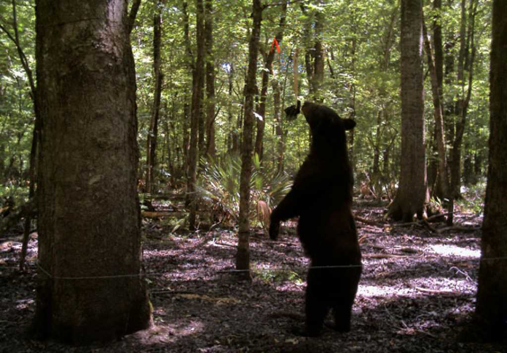 Study looks at Louisiana's population of black bears