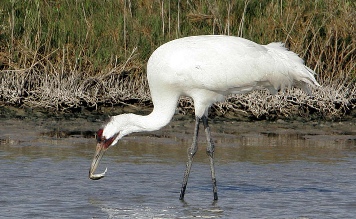 Whooping cranes survive Texas' devastating drought