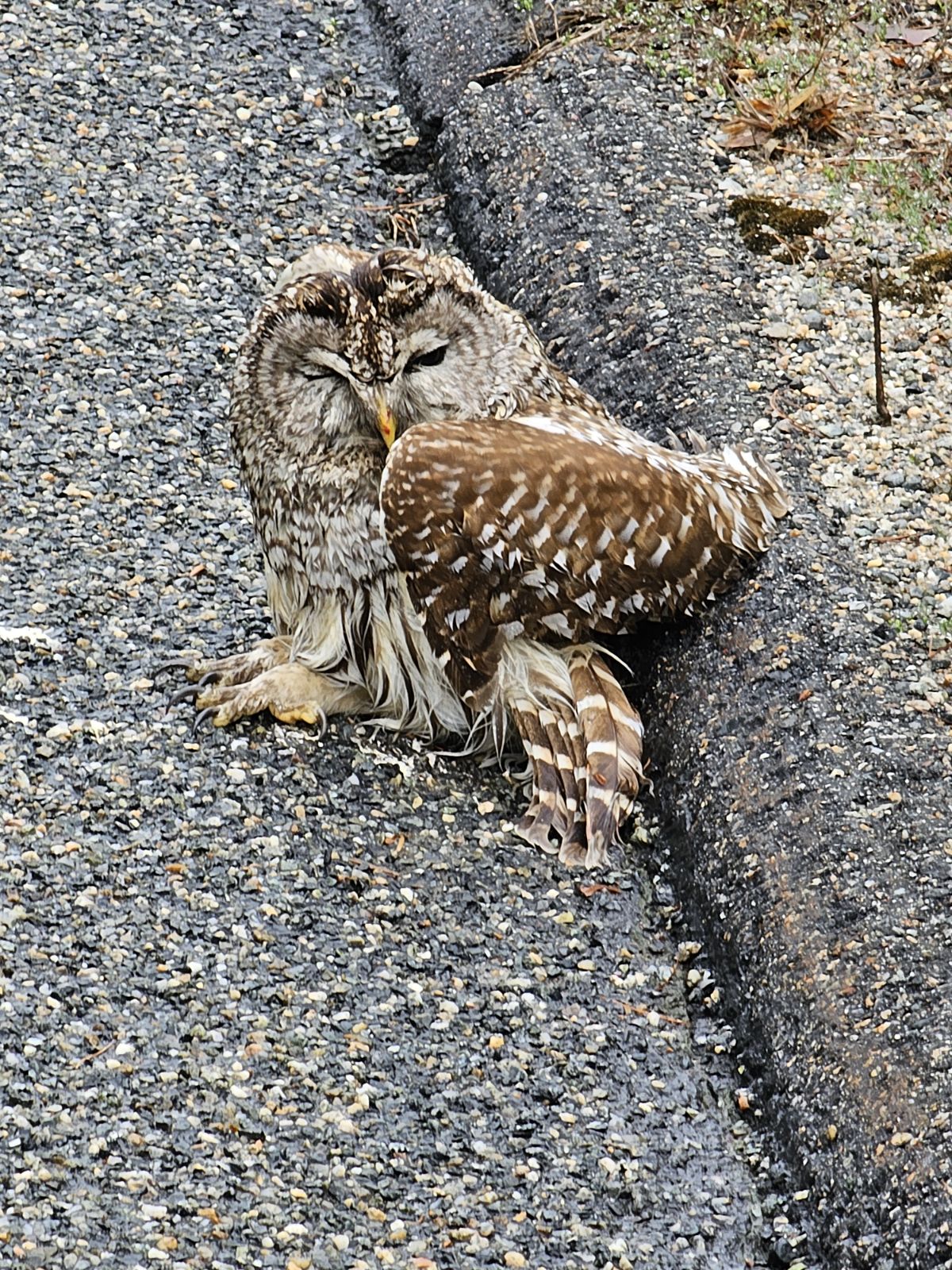 CT wildlife rehabilitators say they often lack veterinary support - Vimarsana News
