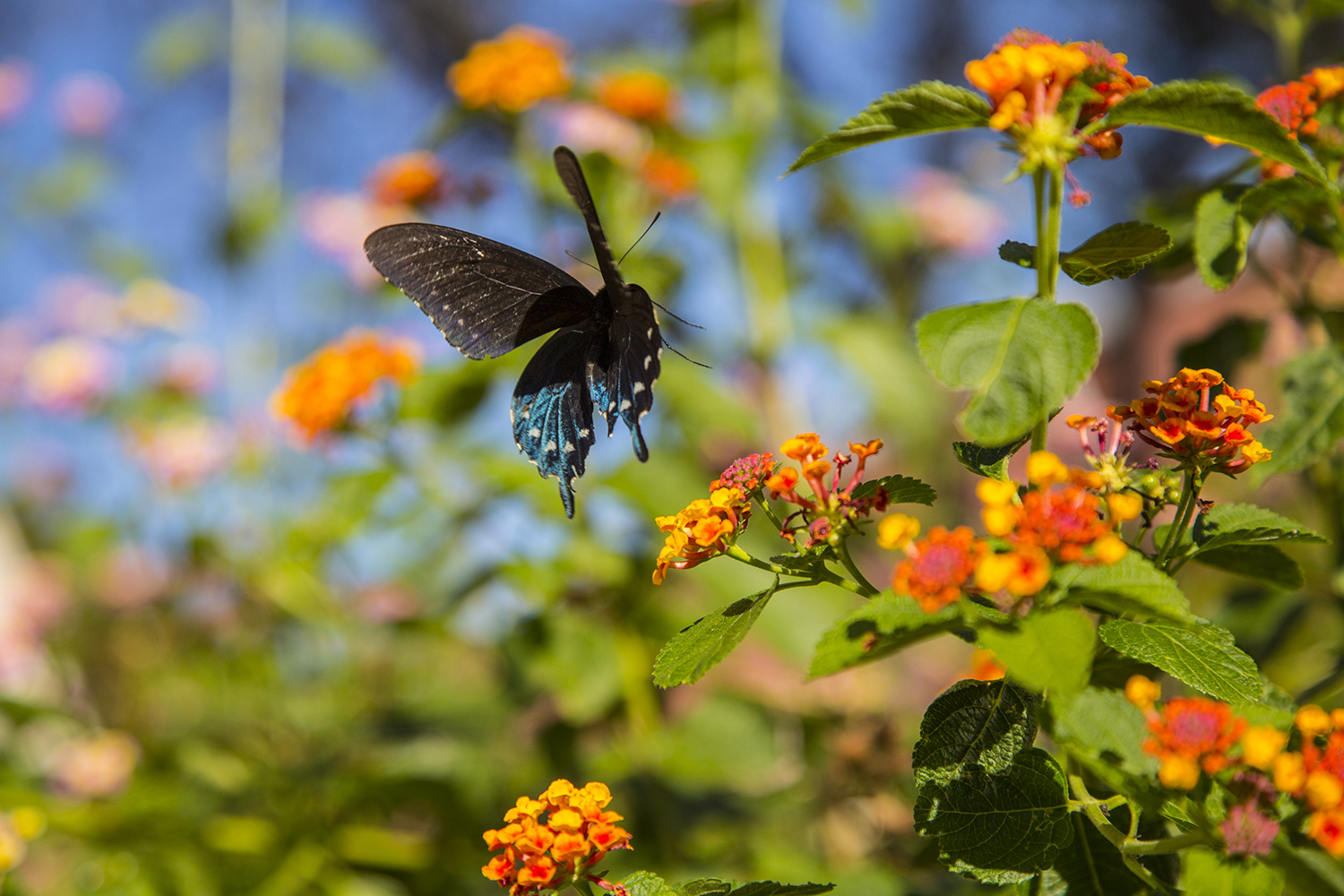 Texas Has 400 Butterfly Species. Which Ones Are Visiting Your Yard?