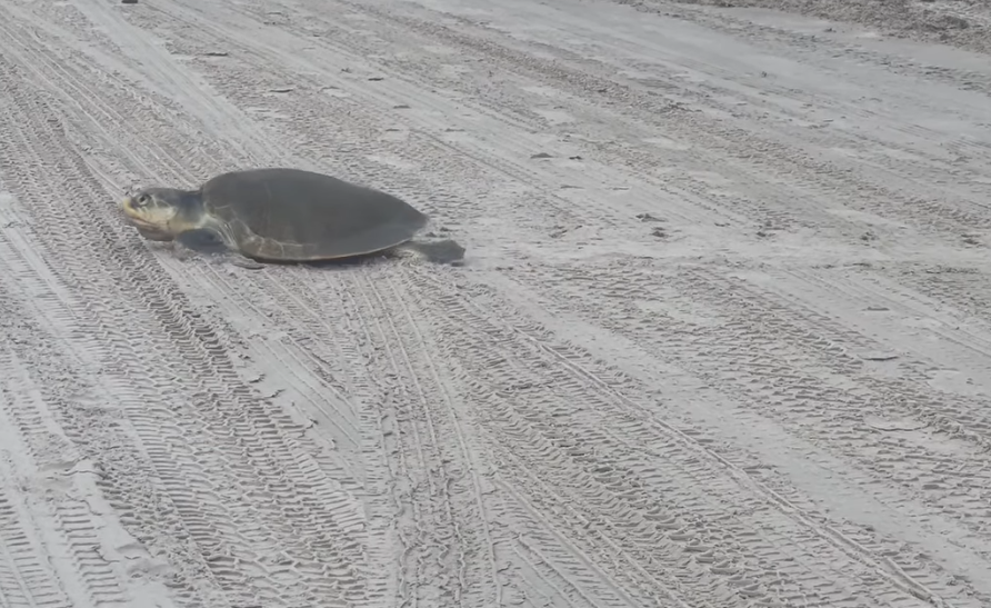 Rare Kemp's ridley turtle nests in Port Aransas