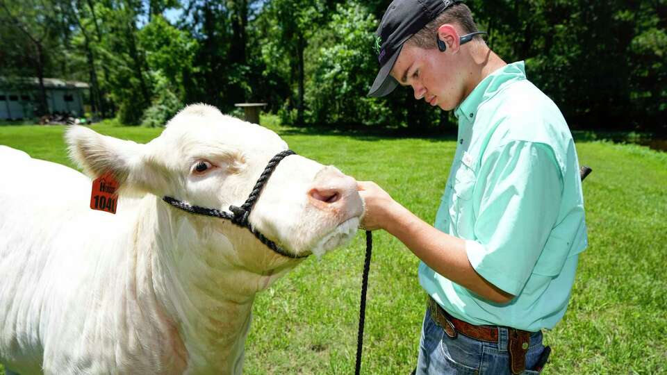 Trevor Harney, 14, walks his heifer, Maggie, at JK Livestock on Wednesday, May 15, 2024 in New Caney. Before a recent surgery, by Dr. Manish Shah at Children's Memorial Hermann Hospital, the longest Trevor had gone without a seizure was 13 days. The surgery, where a dead part of the brain was shaved off in order to keep the seizures away, has been a huge success. Now, he has been more than 180 days seizure-free.