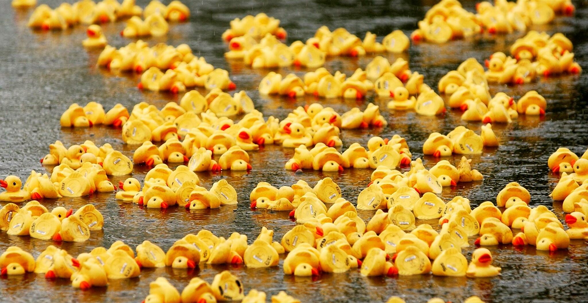 New Milford Rotary hosts 29th annual Great Housatonic Duck Race