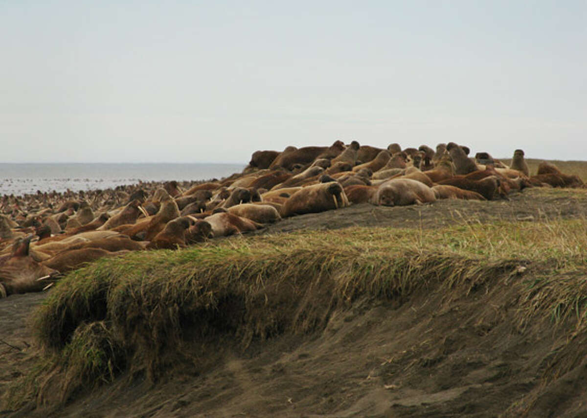 Melting Sea Ice Forces Walruses Ashore In Alaska