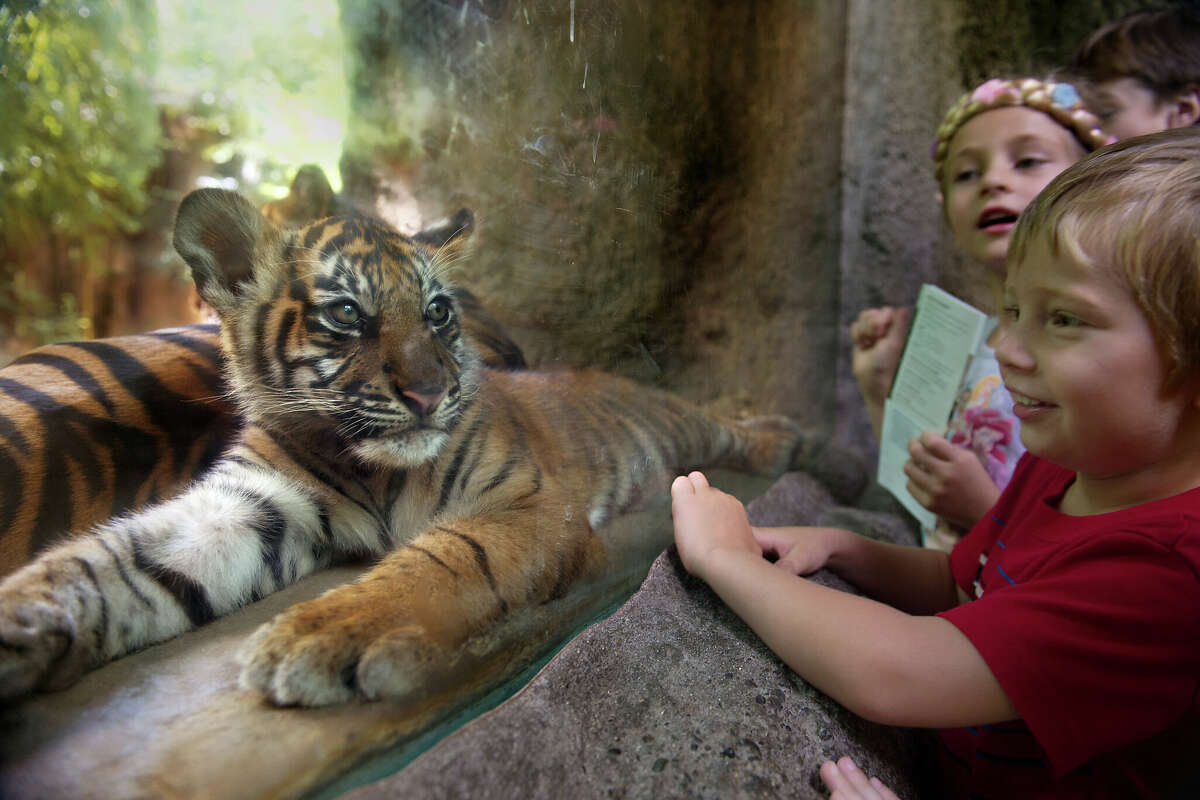 Sumatran tiger cub C.J. makes his first public appearance at the Sacramento Zoo on Tuesday, June 11, 2013.