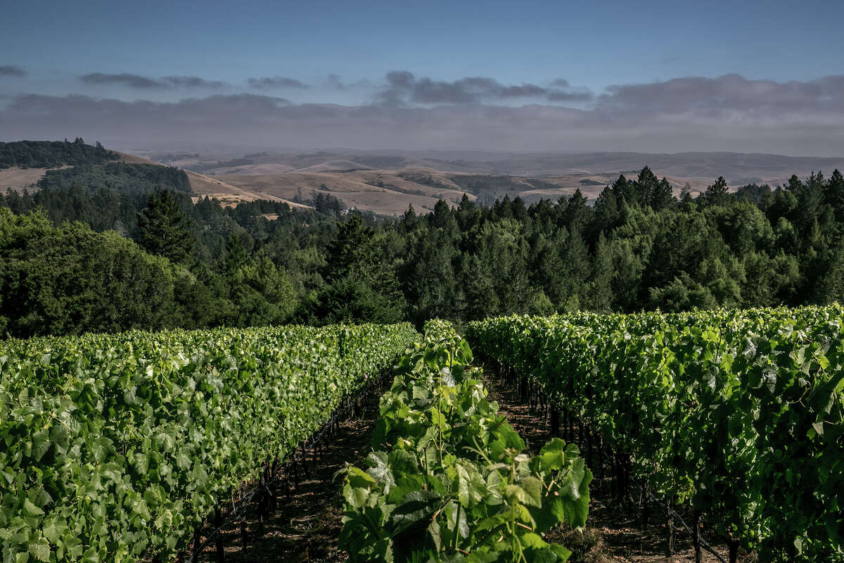 Pinot noir grapes ripen under perfect grape growing conditions as viewed on July 15, 2018, near Occidental, California.