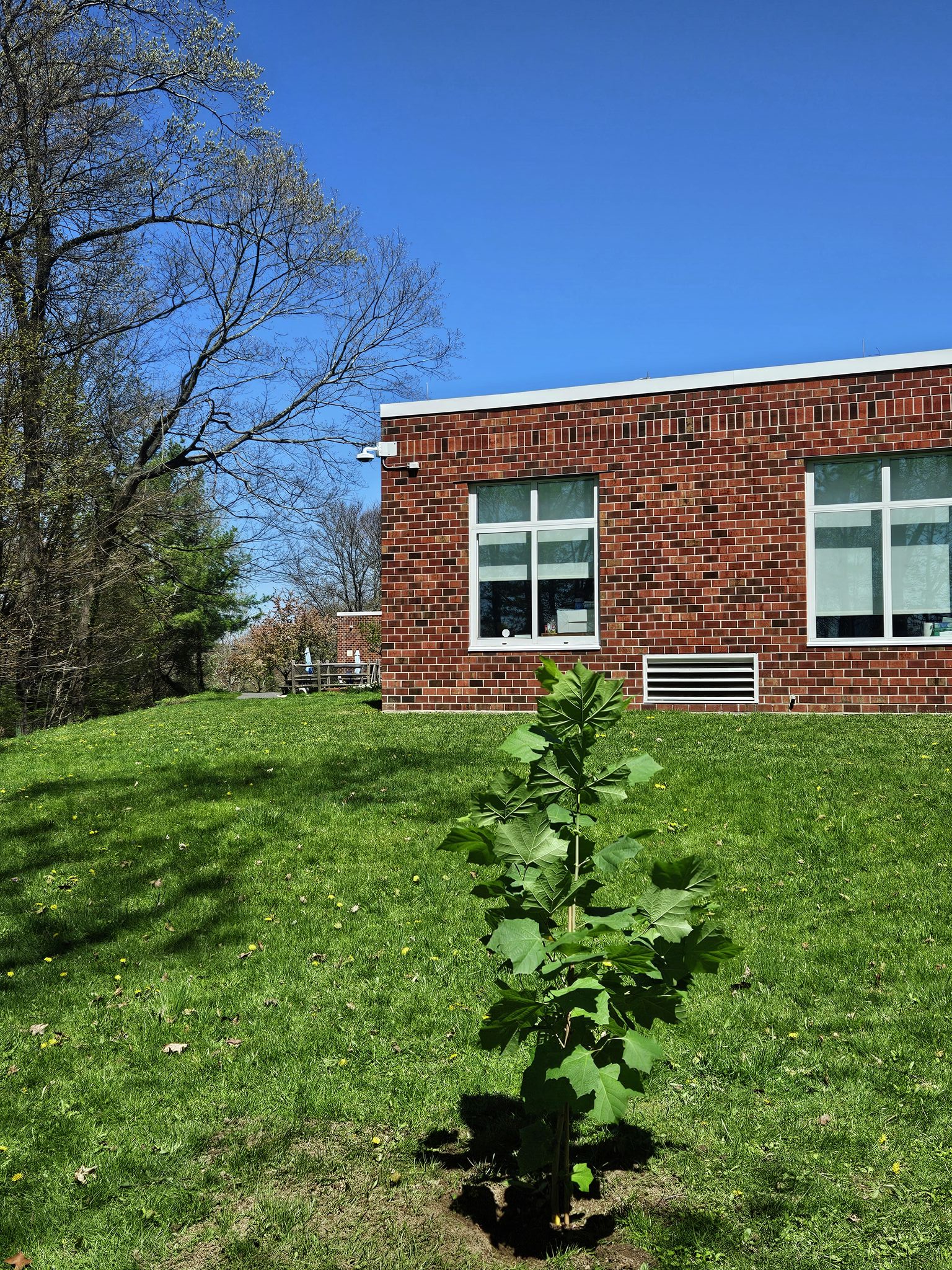 How a New Canaan school got a 'moon tree' from NASA - Vimarsana News